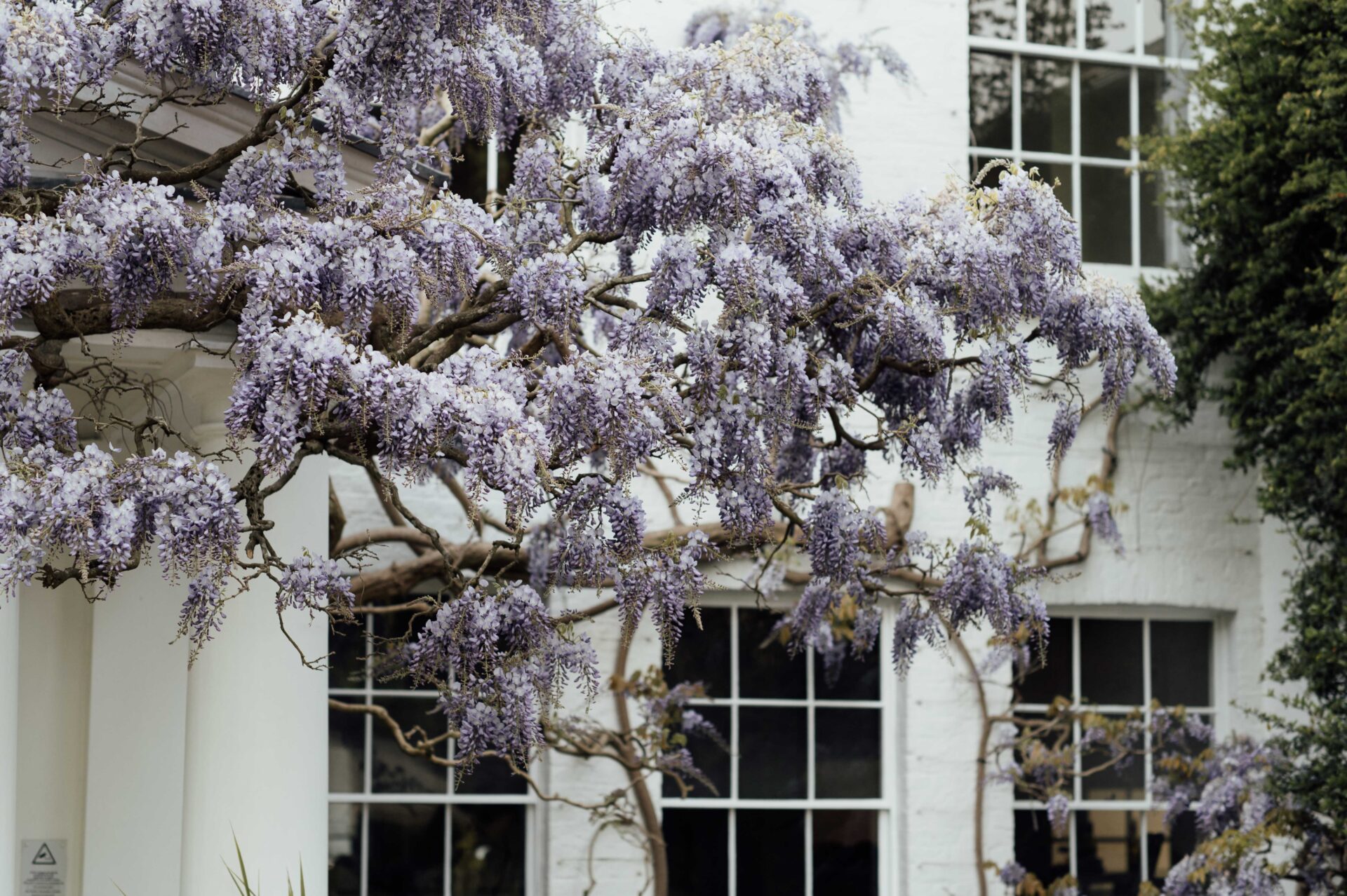 A close up of Wisteria near the Lodge entrance.