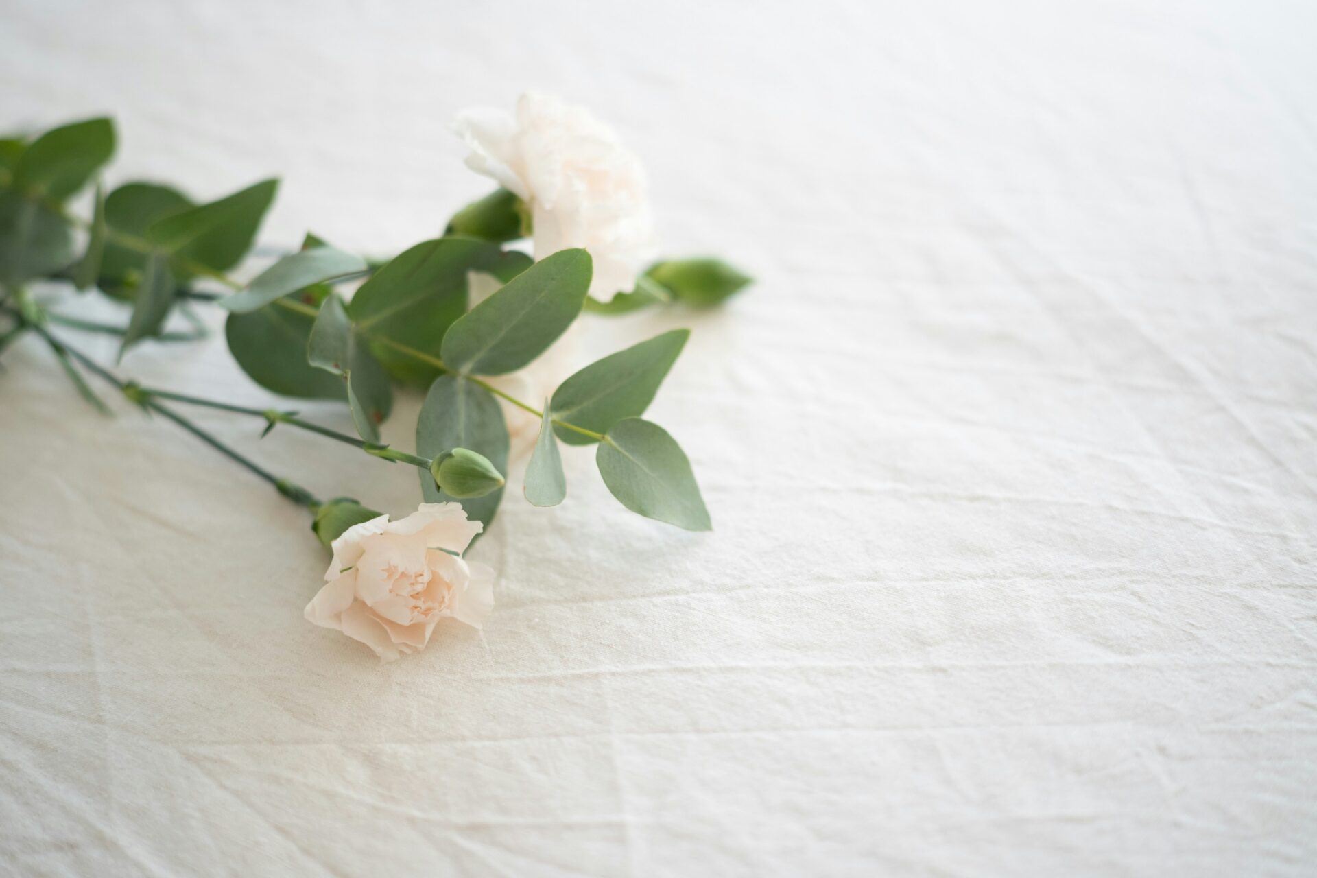 White roses on a cream cotton sheet.