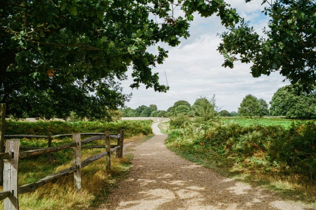 A country path winding into fields.