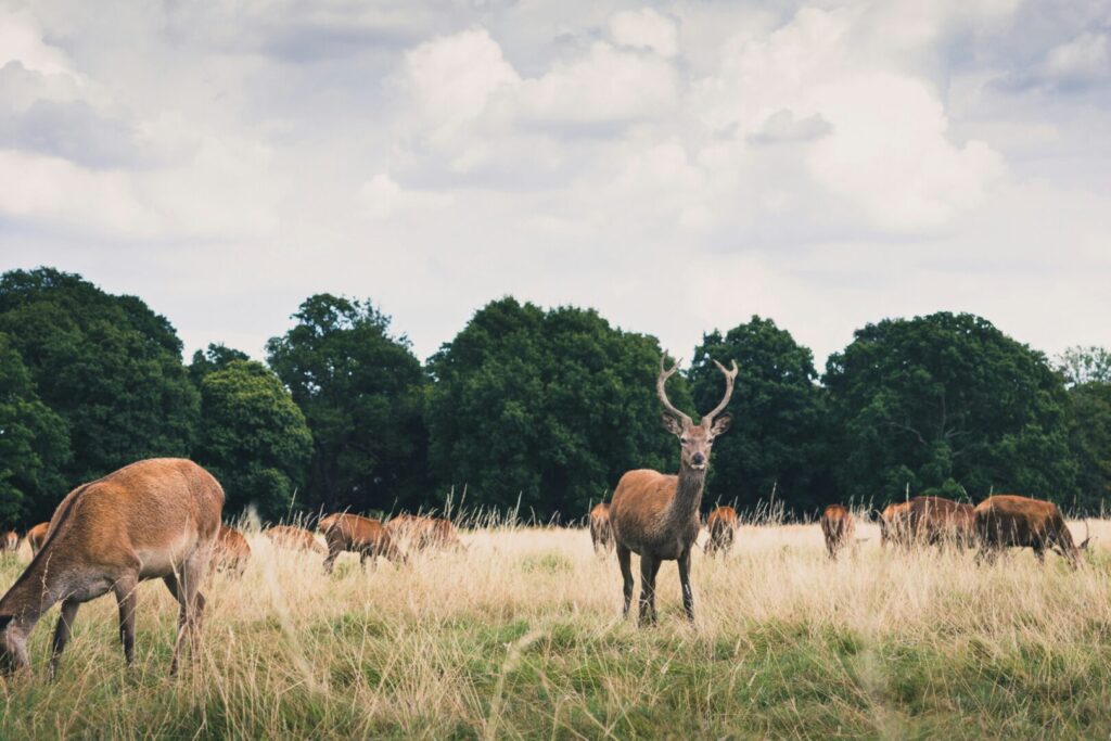 A herd of deer feeding amongst long grass.