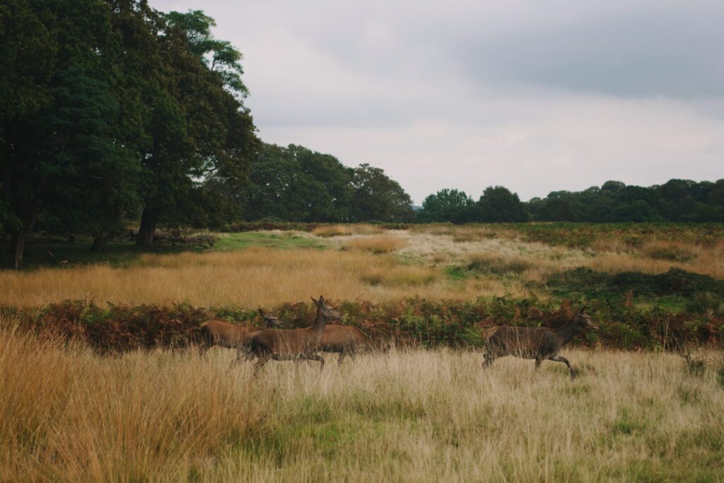 Deer running through long grass.