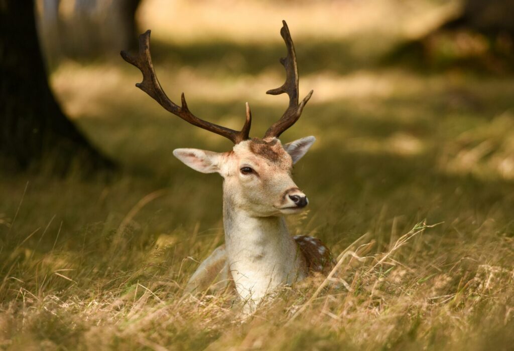 A deer with large antlers sitting in long grass.