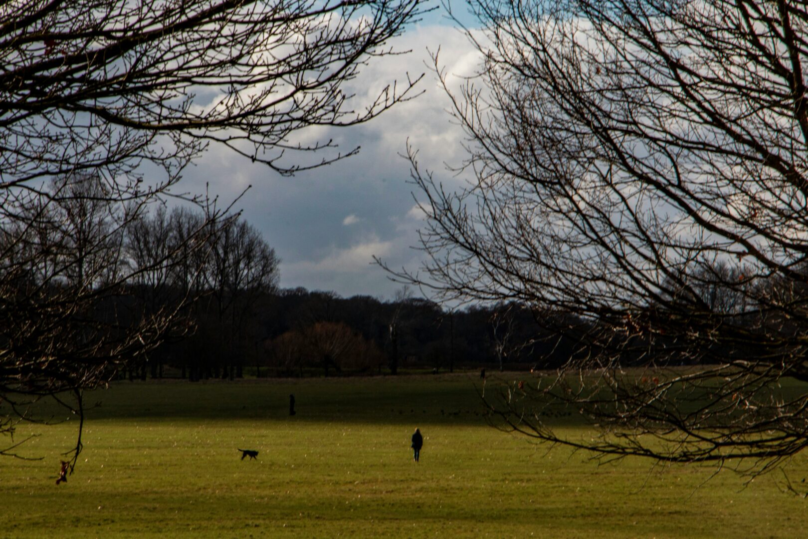 A person walking with their dog through Richmond Park.