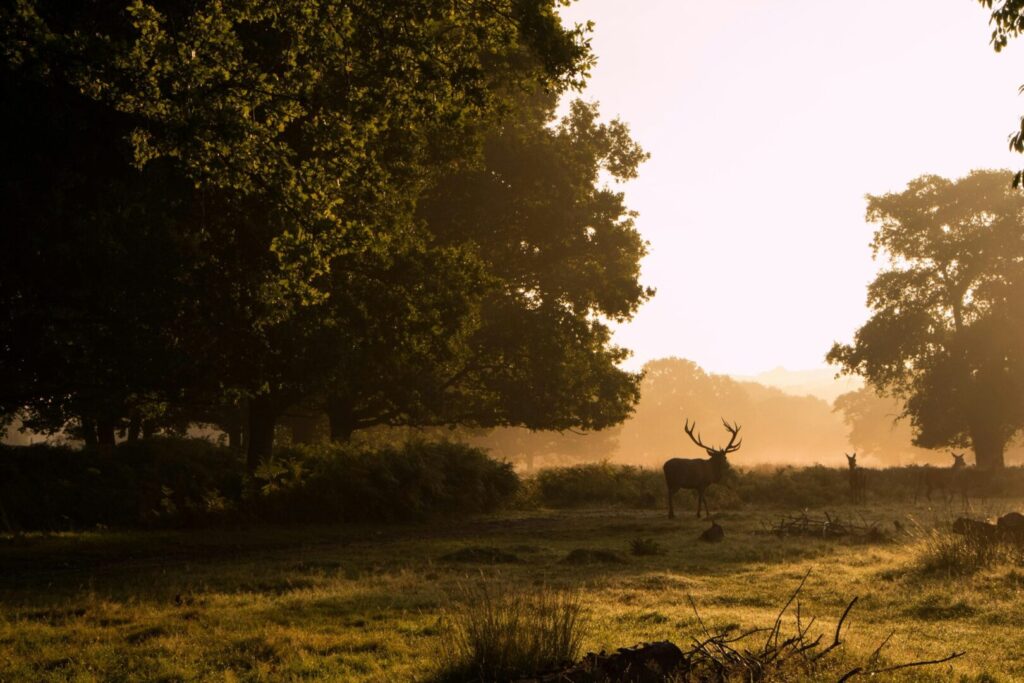 Richmond Park with deer at dusk.