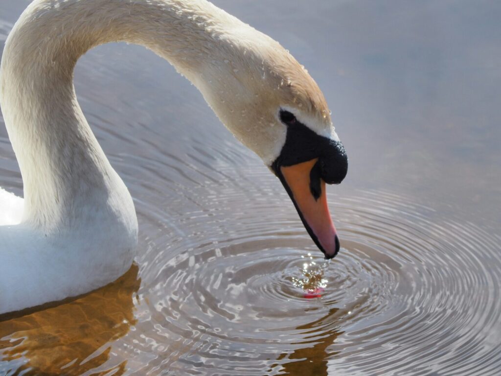 A close up of a swan drinking from a pond.