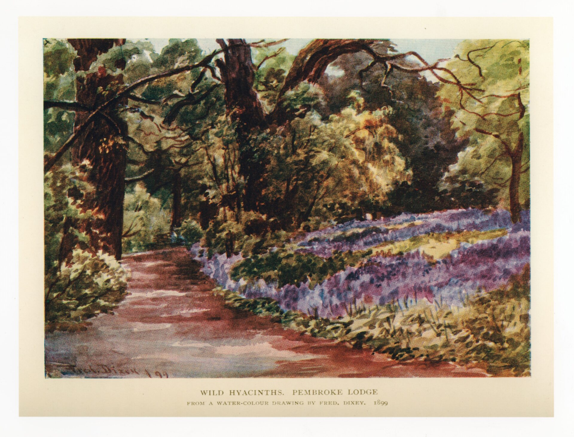Fred Dixey's 1899 watercolour shows a tranquil path winding through a lush wooded area, highlighted by blooming purple flowers.